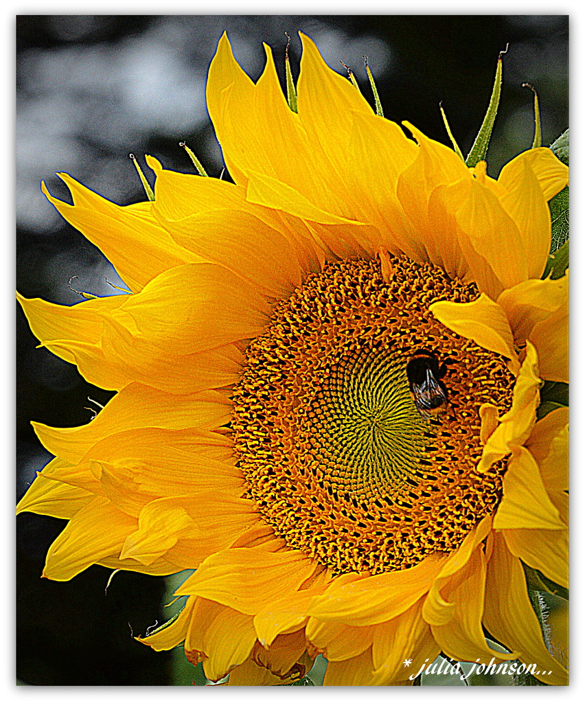 Bumble Bee's and Sunflowers... by julzmaioro