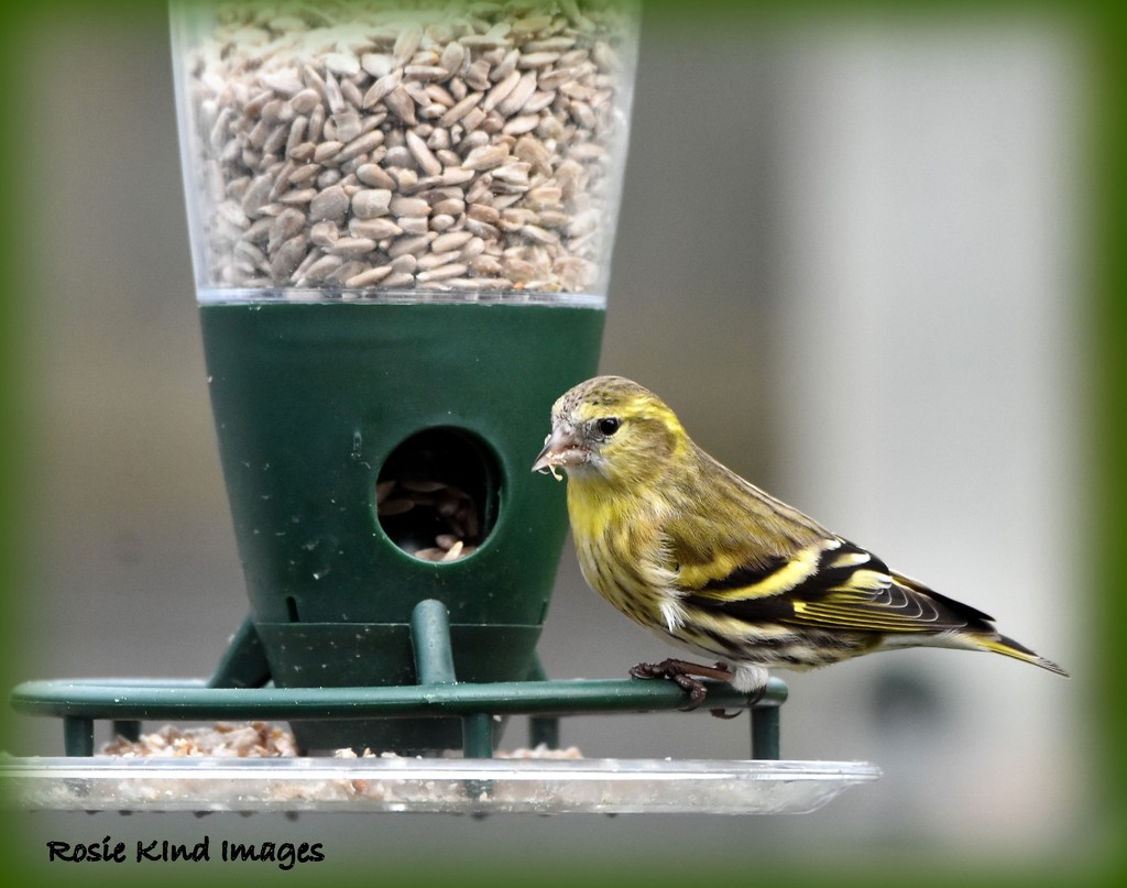 The siskin is now visiting again by rosiekind