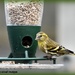 The siskin is now visiting again by rosiekind