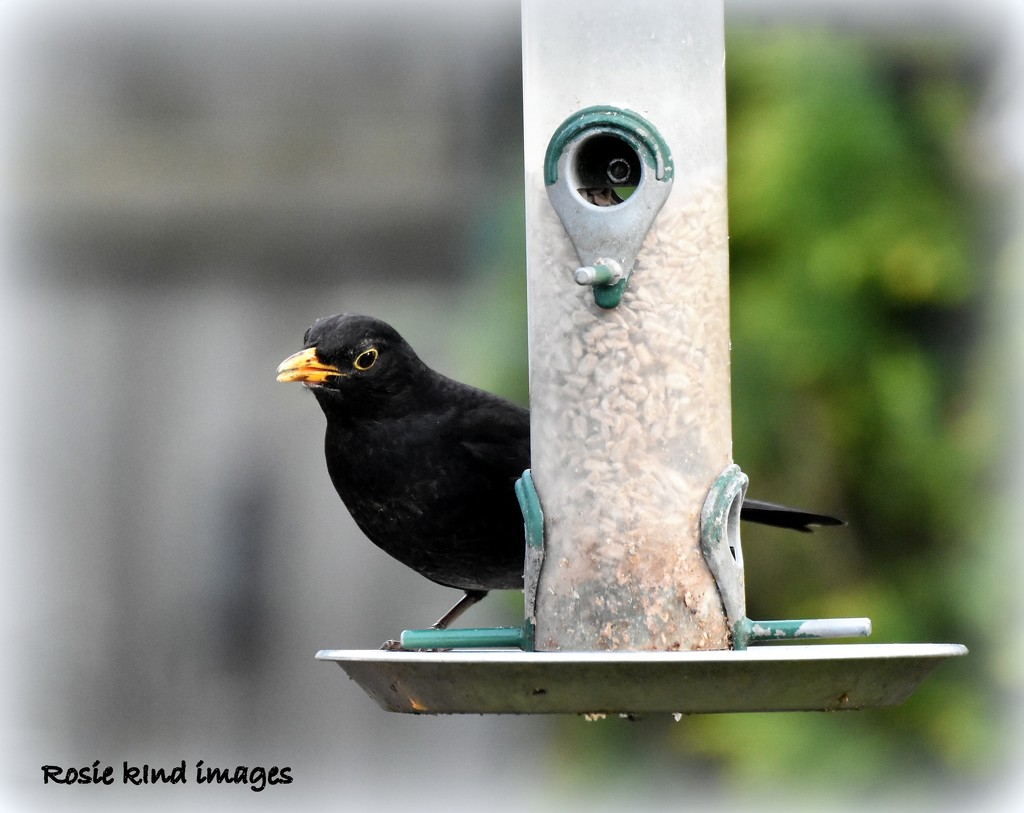 Bobbie blackbird by rosiekind