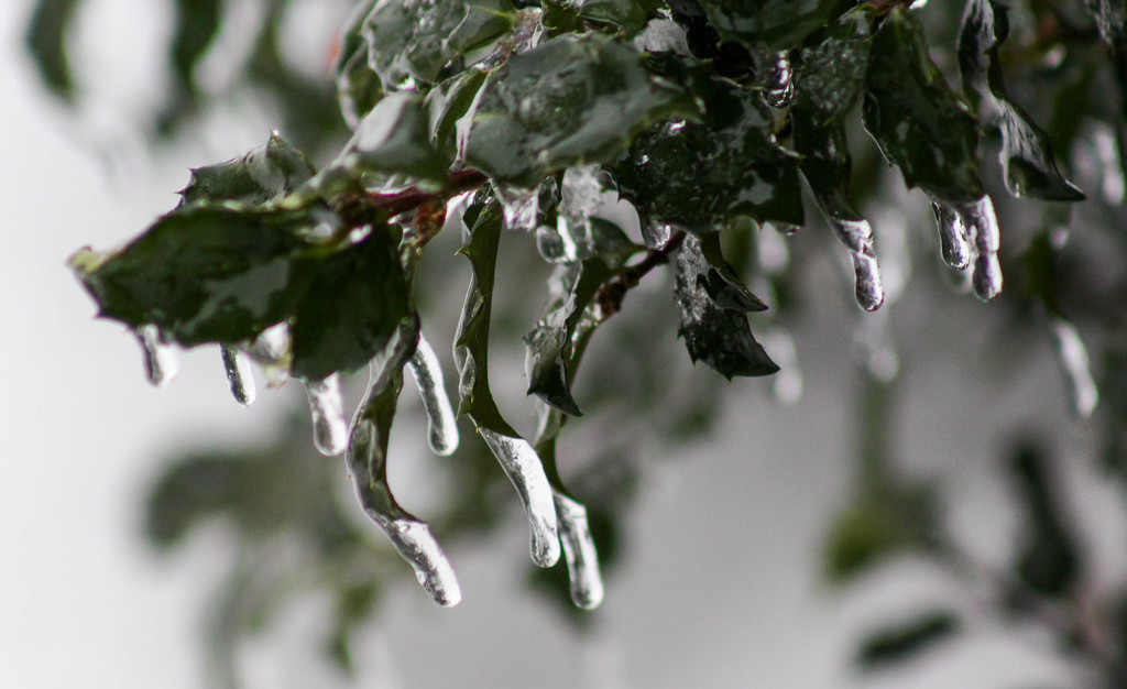 Icicles on my holly bush by mittens