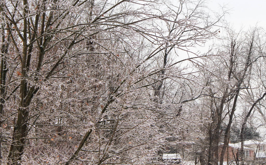 Ice on the trees by mittens