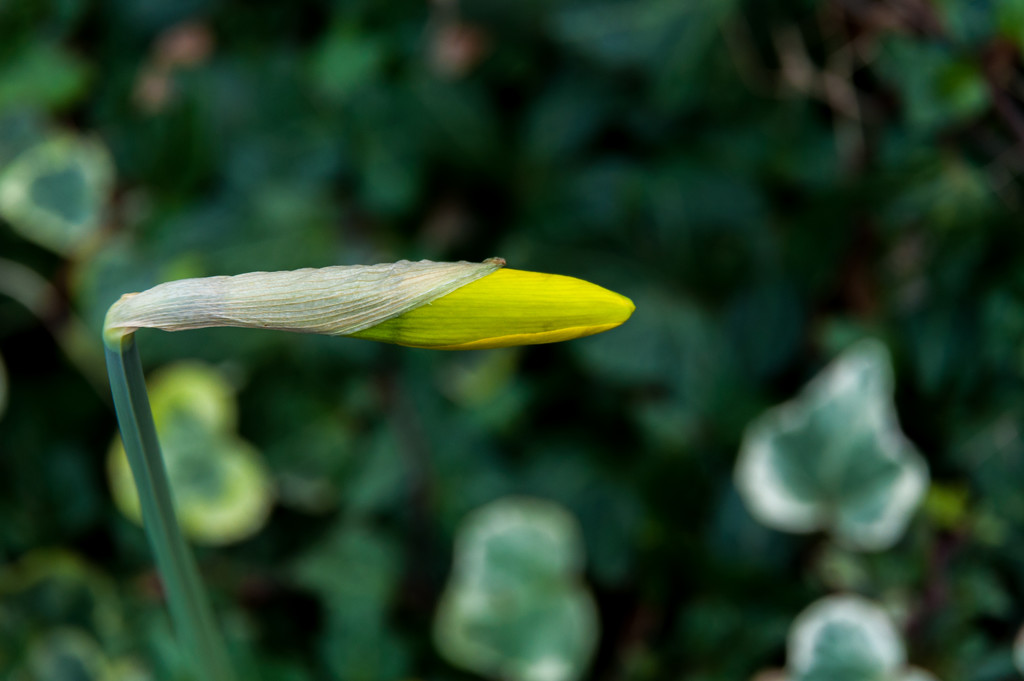 Daffodil Bud by billyboy