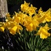 Daffodils by jmdspeedy