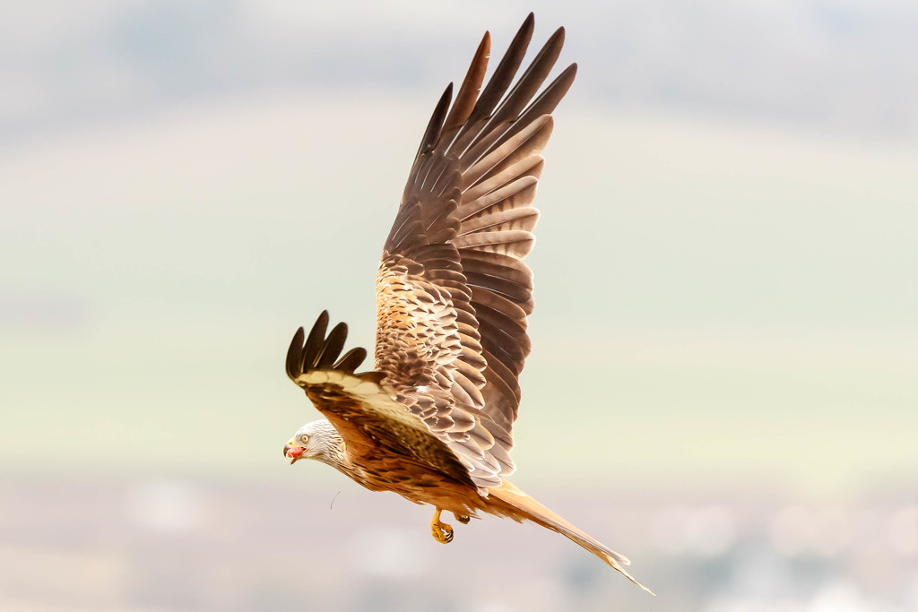 Red Kite with a snack by padlock