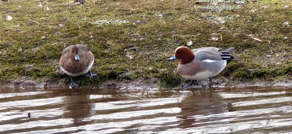 Mr and Mrs Wigeon by susiemc
