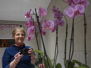 8th Feb 2018 - orchids and me