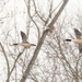 Common Mergansers in flight by the woods by rminer