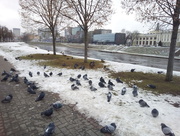 8th Dec 2017 -  The only place with pigeons in Vilnius