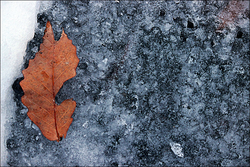 Frozen Memory by olivetreeann