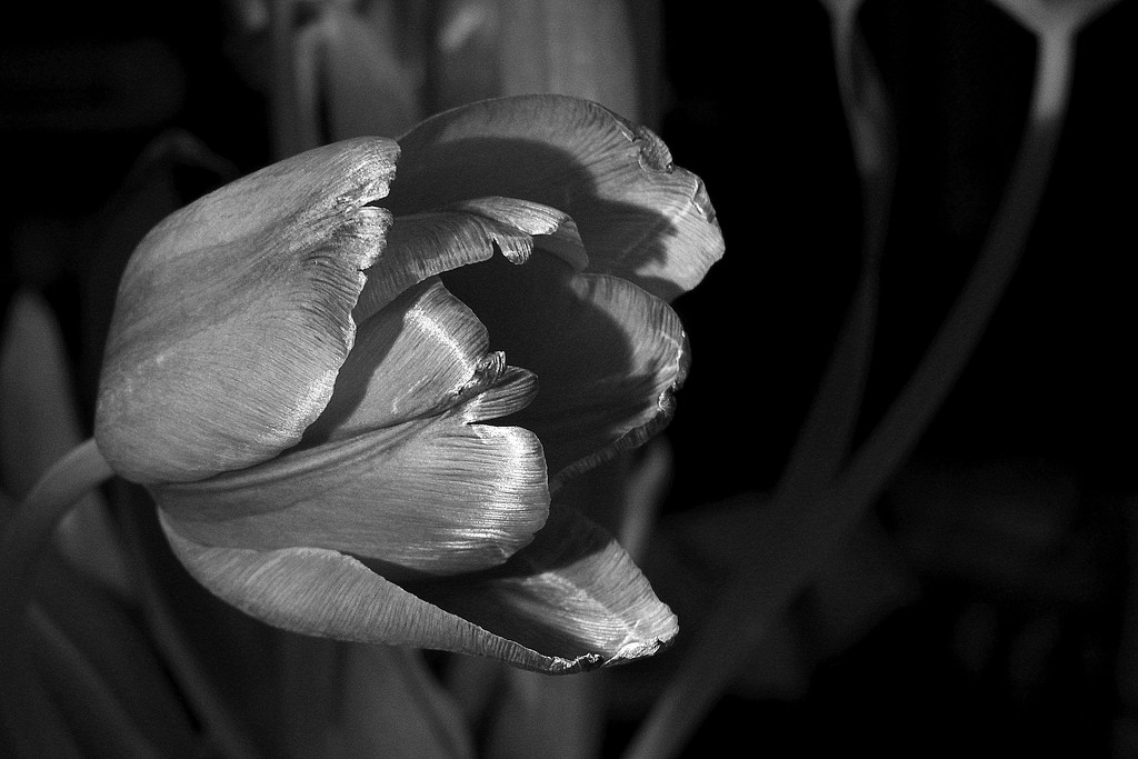 Tulip composition by homeschoolmom