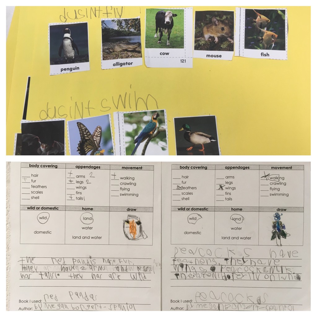 first grade library research projects  by wiesnerbeth