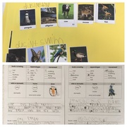 6th Feb 2018 - first grade library research projects 