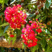 Flowering Gum Tree by ludwigsdiana