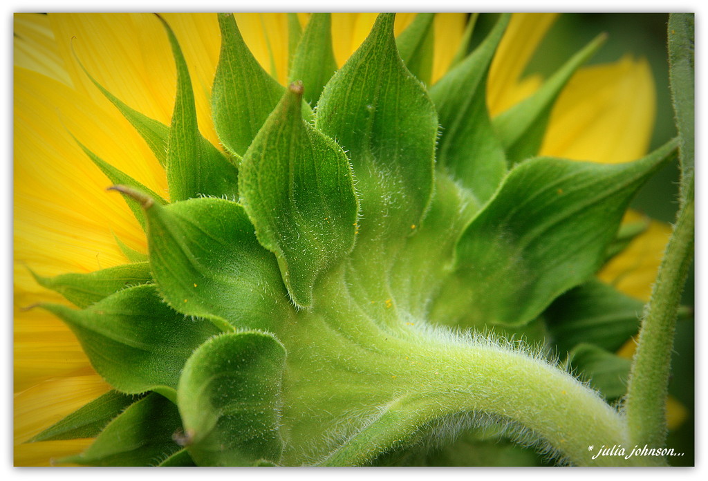 Behind the sunflower.. by julzmaioro