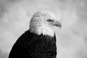 8th Feb 2018 - Eagle Profile