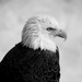 Eagle Profile by randy23