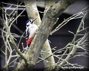 9th Feb 2018 - Woodie Woodpecker