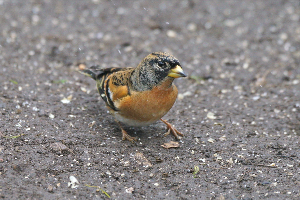 GROUNDED BRAMBLING by markp
