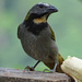Buff-throated Saltator, Costa Rica by annepann