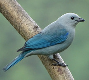4th Jan 2018 - Blue-gray Tanager, Costa Rica