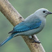 Blue-gray Tanager, Costa Rica by annepann
