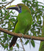 6th Jan 2018 - Emerald Toucanet, Costa Rica