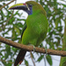 Emerald Toucanet, Costa Rica by annepann