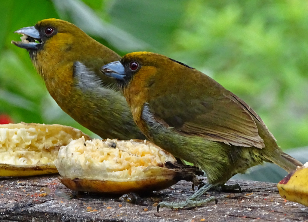 Prong-billed Barbets, Costa Rica by annepann