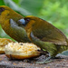 Prong-billed Barbets, Costa Rica by annepann