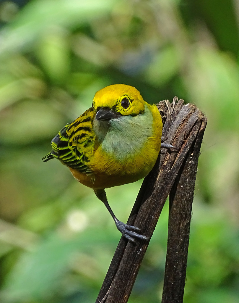 Silver-throated Tanager, Costa Rica by annepann
