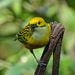 Silver-throated Tanager, Costa Rica by annepann