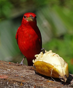 10th Jan 2018 - Summer Tanager, Costa Rica