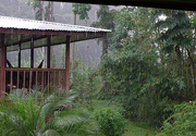 16th Jan 2018 - Rain in the Rain Forest, Costa Rica