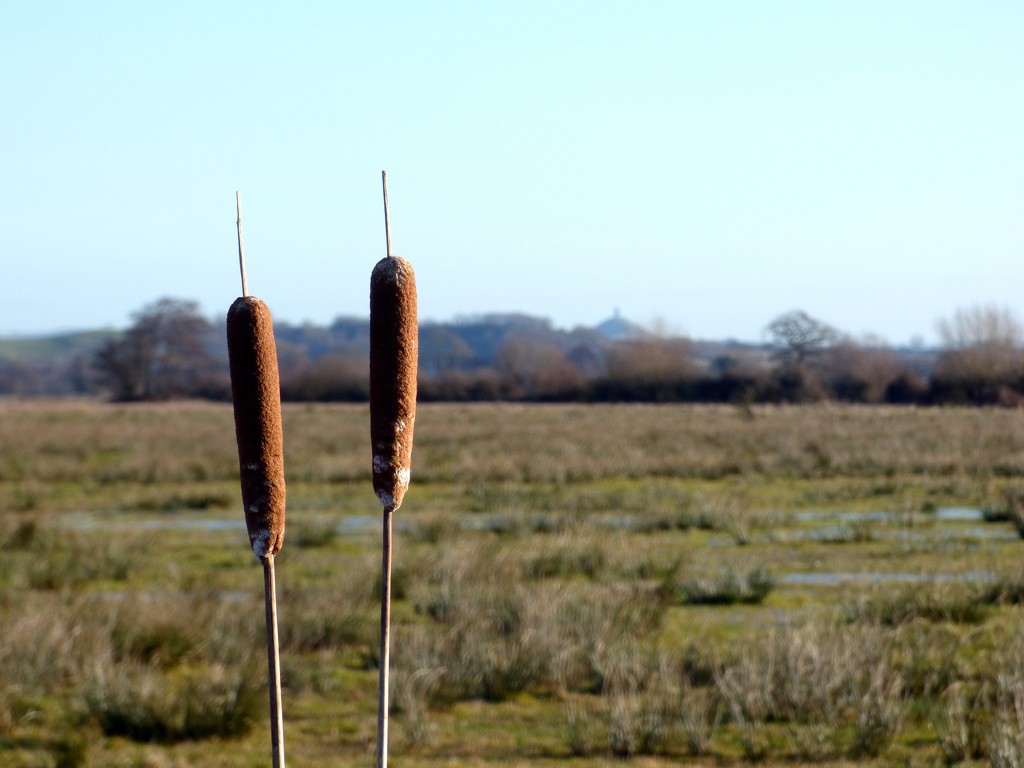 Reedmace on the Somerset Levels by julienne1
