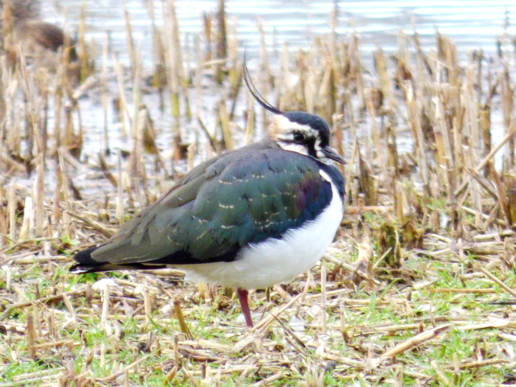 Lapwing by julienne1