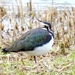 Lapwing by julienne1