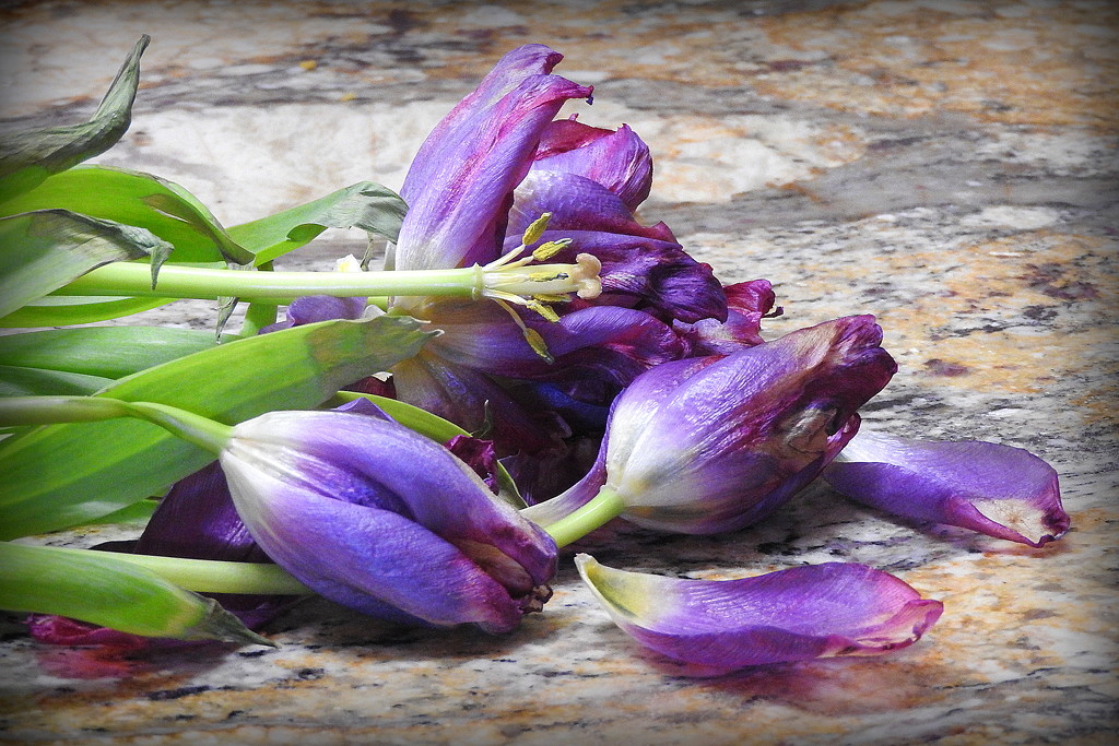 Last of my Tulips! by homeschoolmom
