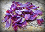 9th Feb 2018 - Pile of Purple Petals