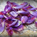 Pile of Purple Petals by homeschoolmom