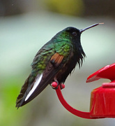 19th Jan 2018 - Black-bellied Hummingbird, Costa Rica