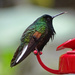 Black-bellied Hummingbird, Costa Rica by annepann