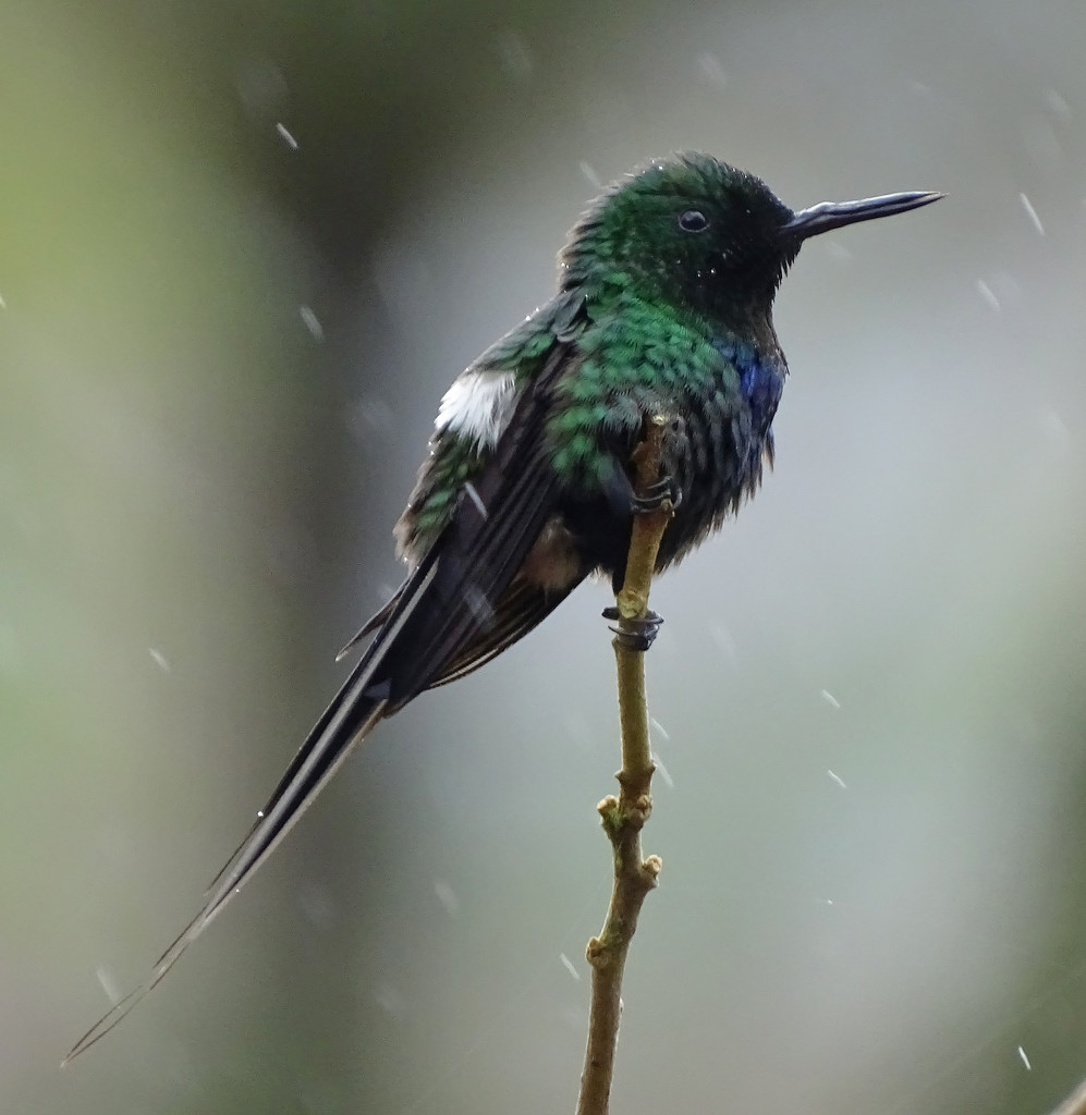 Green Thorntail, Costa Rica by annepann