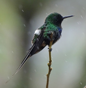 20th Jan 2018 - Green Thorntail, Costa Rica