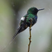Green Thorntail, Costa Rica by annepann