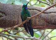 22nd Jan 2018 - Green-crowned Brilliant, male, Costa Rica