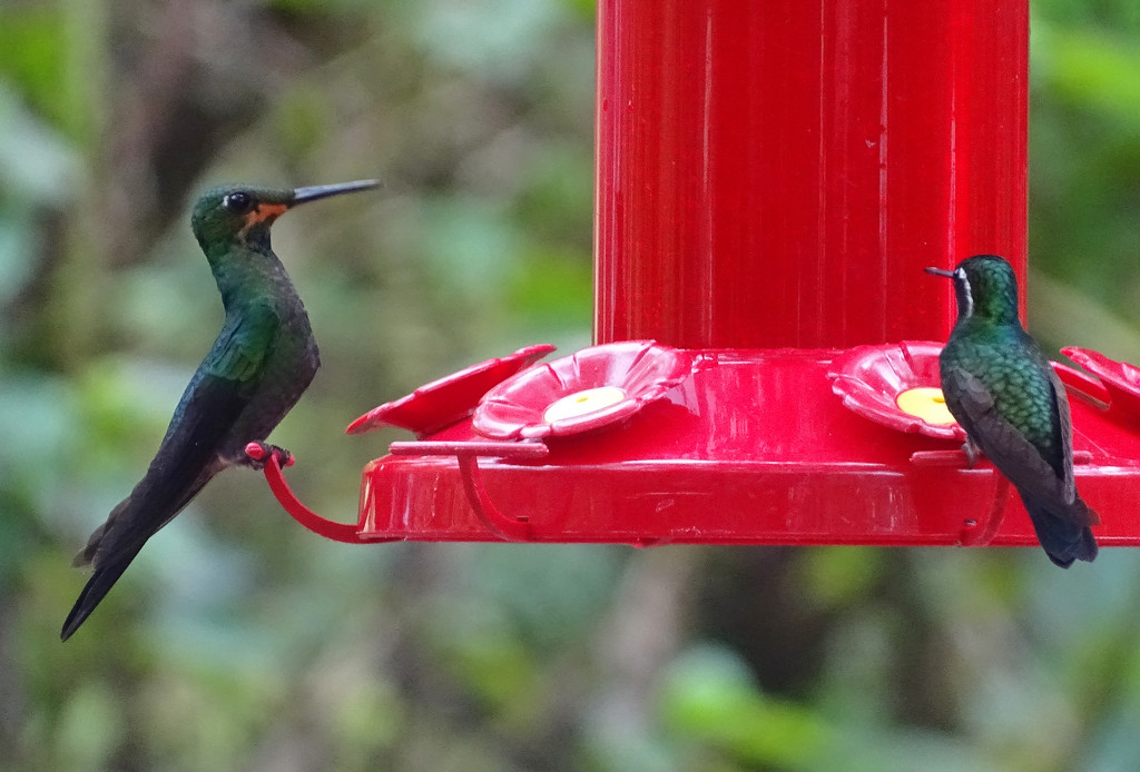 Green-crowned Brilliant & Purple-throated Mountain-gem by annepann