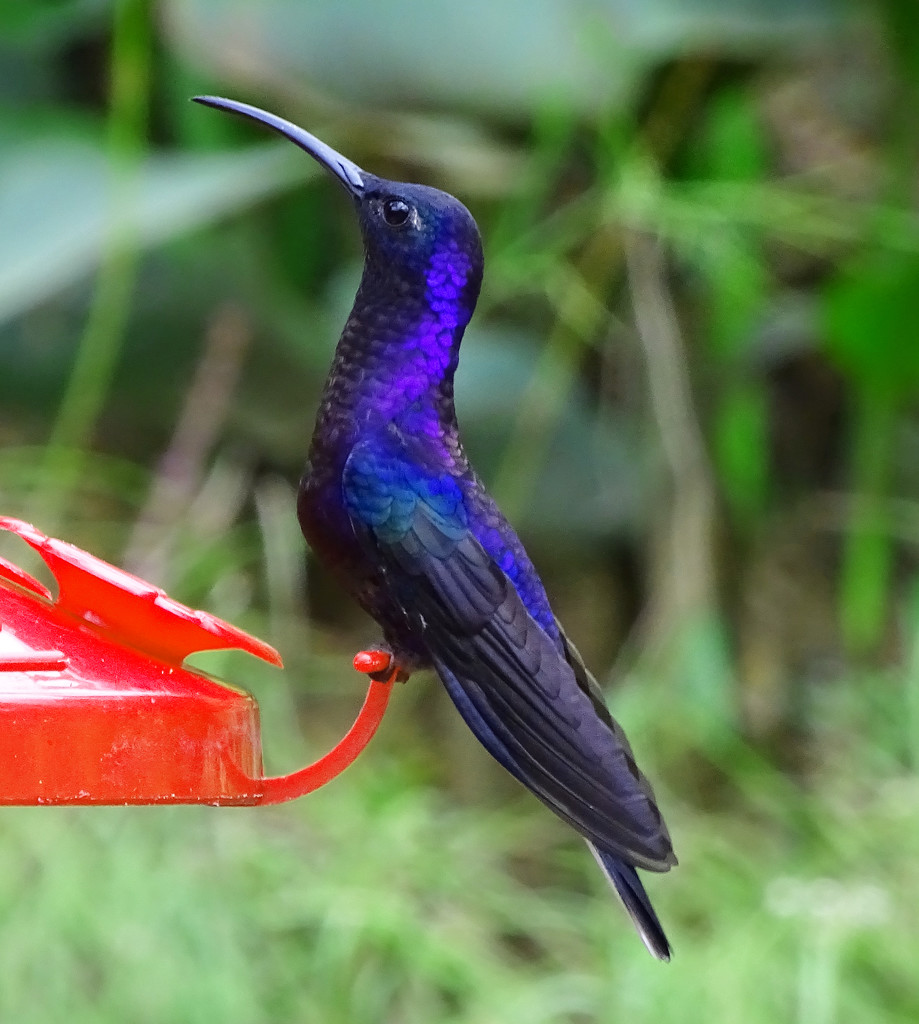 Violet Sabrewing, Costa Rica by annepann