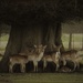 Deer under a linden tree by suzanne234
