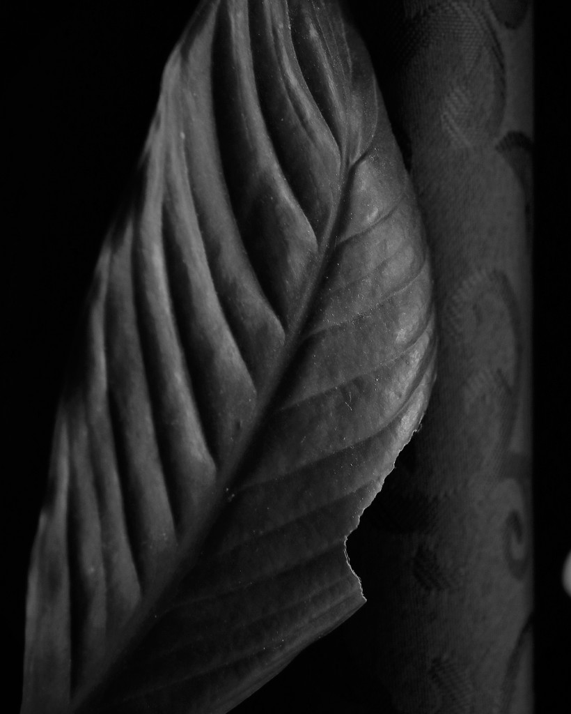 Leaf of House Plant by daisymiller
